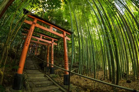 A Magical Trip along Kyoto's Philosopher's Path: Finding Inspiration in Nature